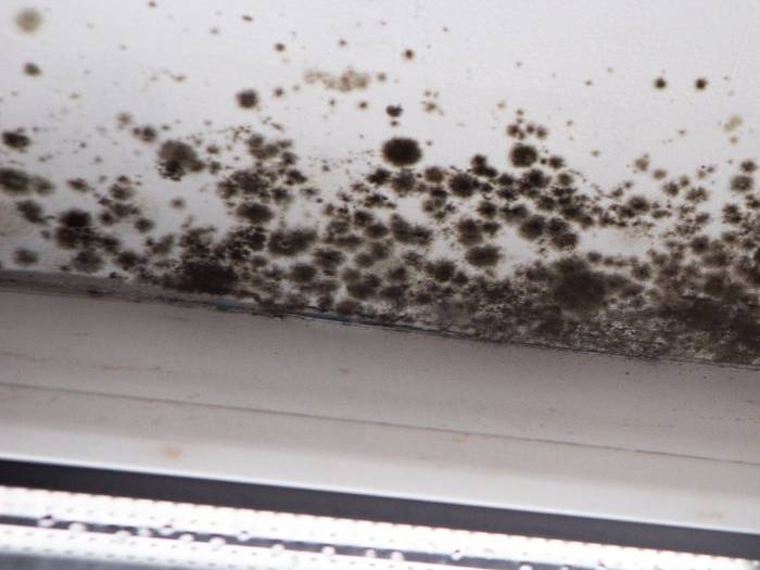 qualified insurance adjuster for mold damage